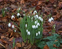 Snowdrops Already
